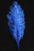 Straussenfeder blau